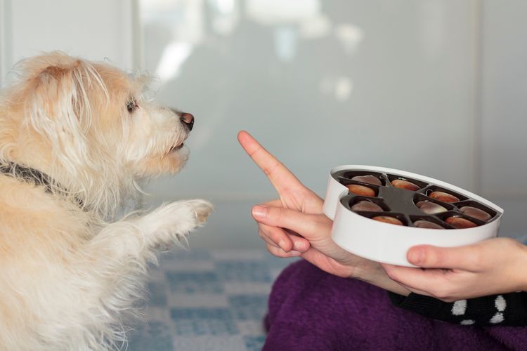 Ilustrasi anjing dilarang makan cokelat. 禁止狗吃巧克力(Shutterstock/rfranca)